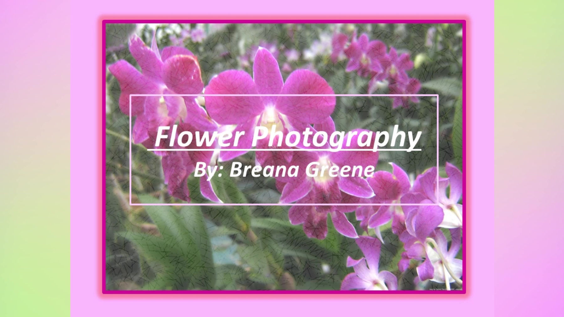 Flower Photography